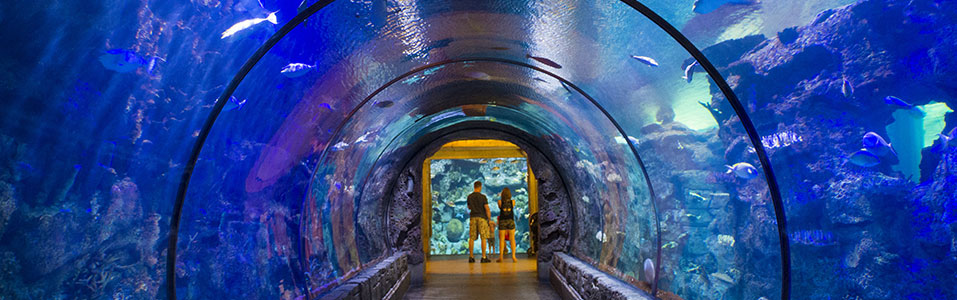 Shark Reef Aquarium