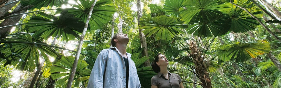 La selva tropical más antigua del mundo