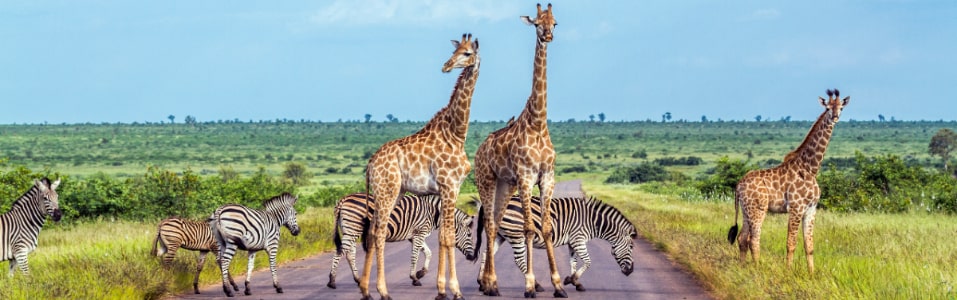 Lugares Para Ver en Mozambiques