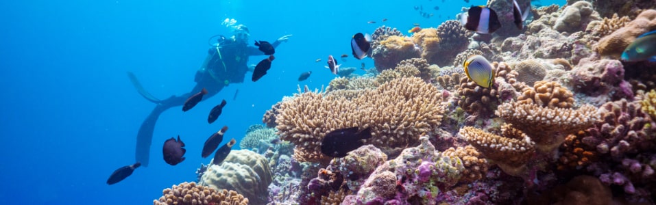 مركز ماغاو للغوص