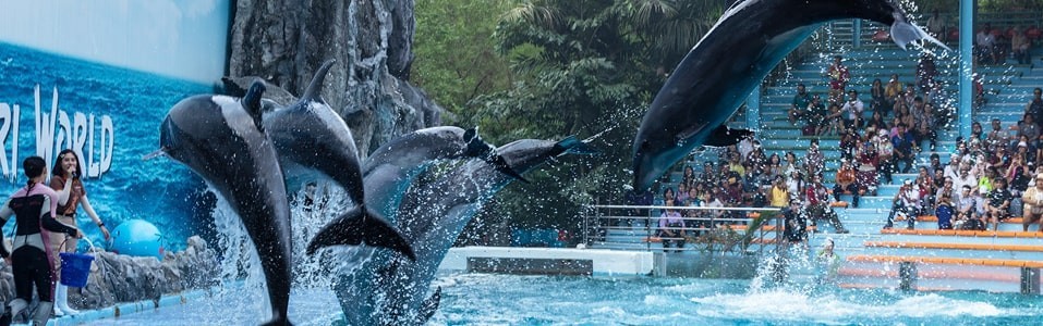 Actividades para la familia