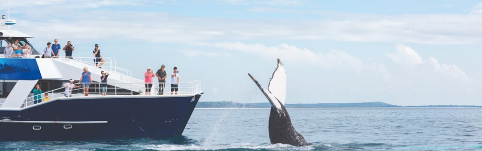 Observación de ballenas