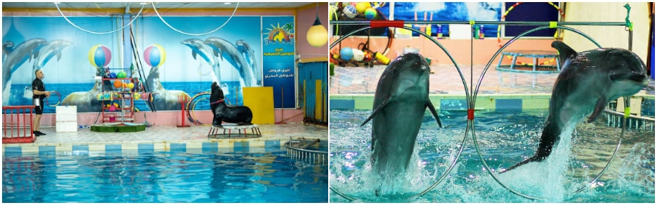 Vea Show de Delfines