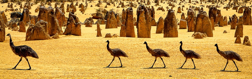 Cosas que hacer en Australia