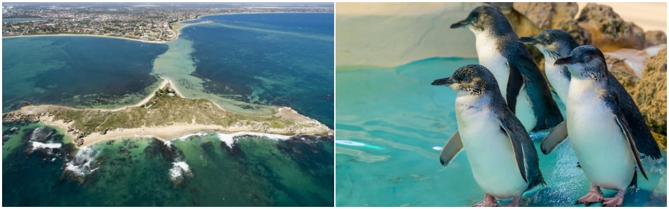 Isla Pingüino (Penguin Island)