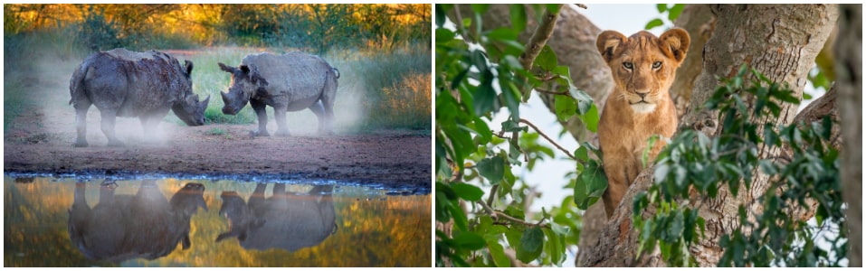 Cosas que hacer en Uganda