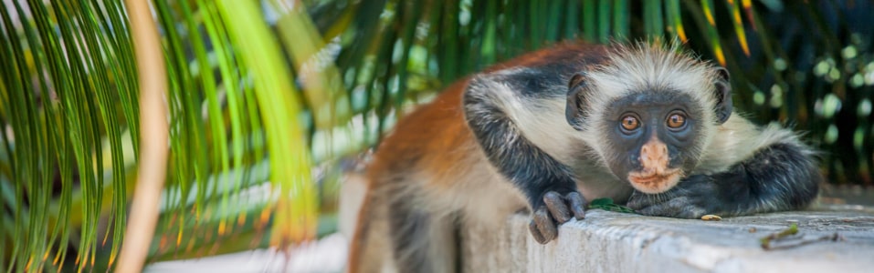 Lugares Para Ver en Zanzíbar