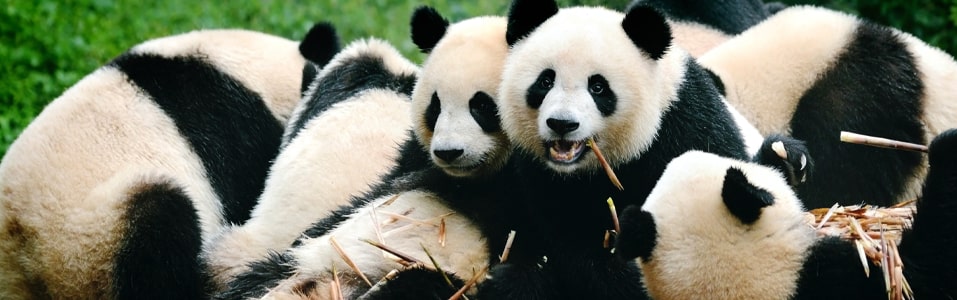 Cosas que hacer en Chengdu