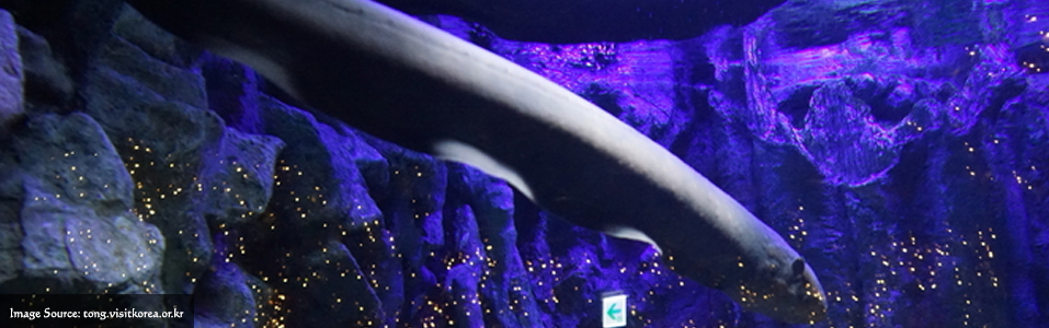 أكواريوم لوتي وورلد