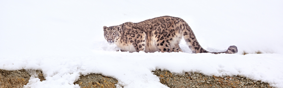 Coisas para fazer em Ladakh